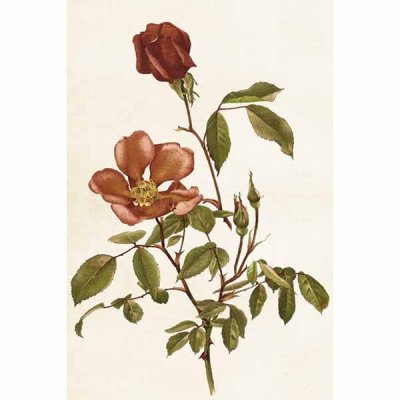 Vintage Post card Roses